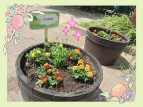 花植え🌷